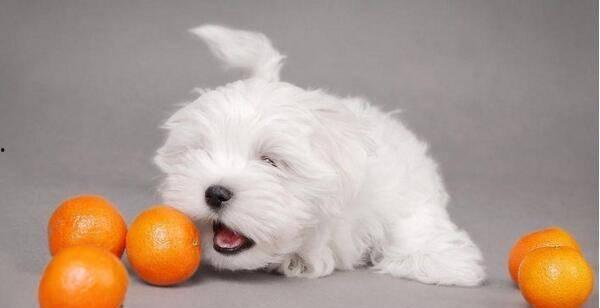 小狗吃籽瓜,小狗的籽瓜美食之旅