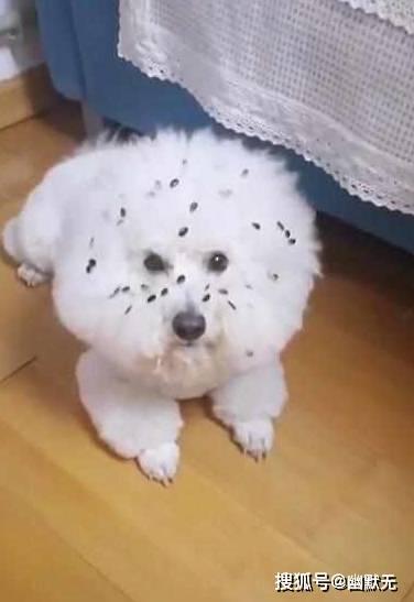 小狗吃籽瓜,小狗的籽瓜美食之旅