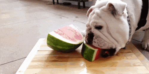 小狗吃籽瓜,小狗的籽瓜美食之旅