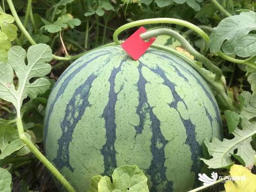 吃瓜赏花赏奇葩