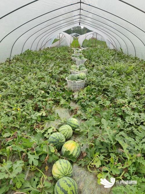 吃瓜赏花赏奇葩