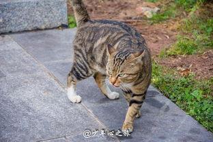 猫猫打架吃瓜,猫猫打架，吃瓜群众围观