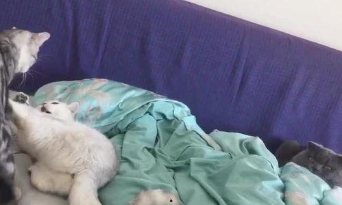 猫猫打架吃瓜,猫猫打架，吃瓜群众围观