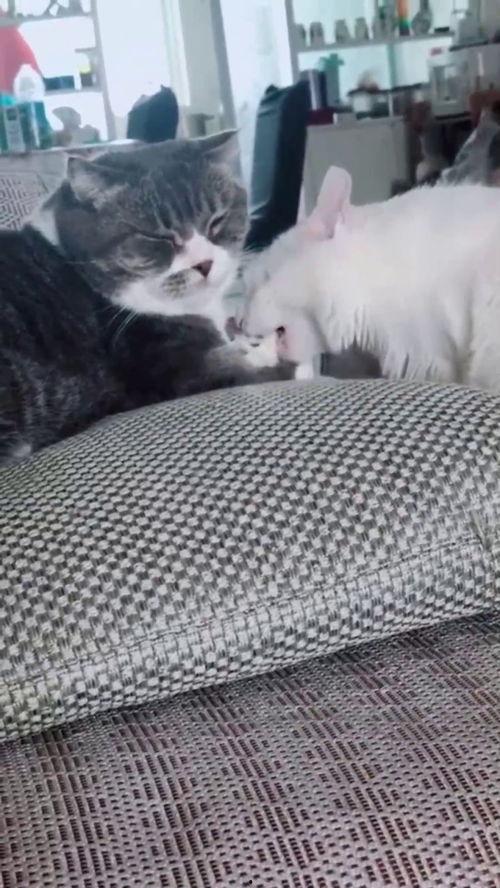 猫猫打架吃瓜,猫猫打架，吃瓜群众围观