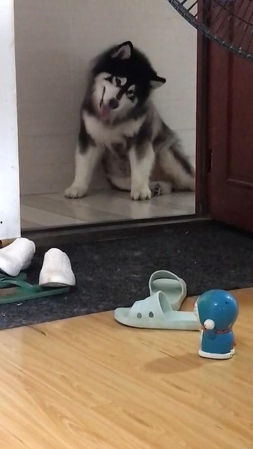 叮当猫吃瓜,叮当猫的夏日吃瓜盛宴