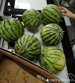 武汉高校吃瓜群