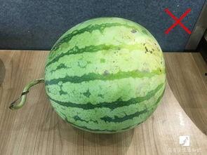 犀牛吃瓜扔掉瓜皮