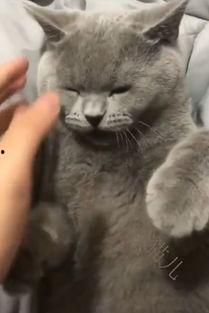 吃瓜直播懒猫儿,揭秘网红幕后生活