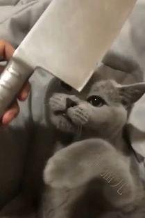 吃瓜直播懒猫儿,揭秘网红幕后生活