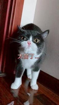 吃瓜直播懒猫儿,揭秘网红幕后生活