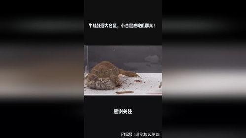 仓鼠吃瓜群众图片,萌宠趣味瞬间捕捉
