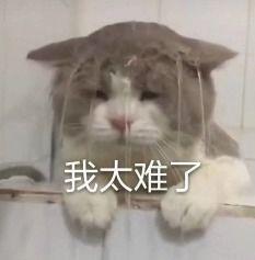 内娱小说吃瓜