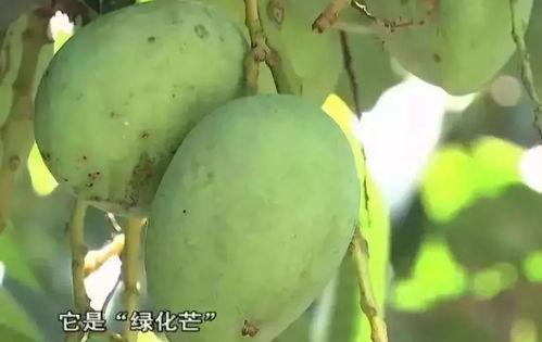 强子吃大白瓜,勇闯大白瓜世界